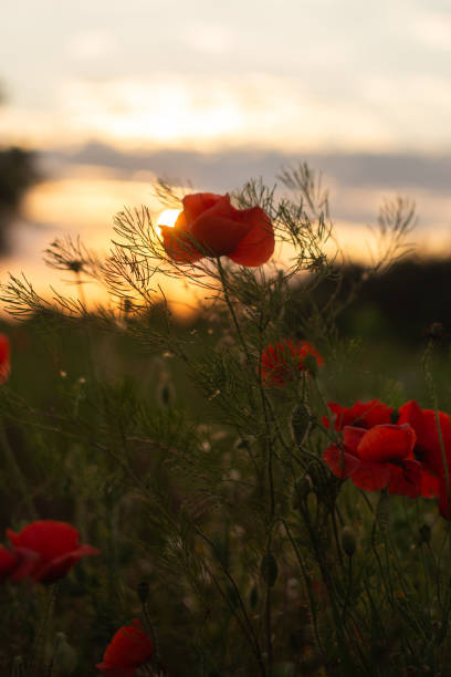 istock poppies in green grass on the field 2189366949