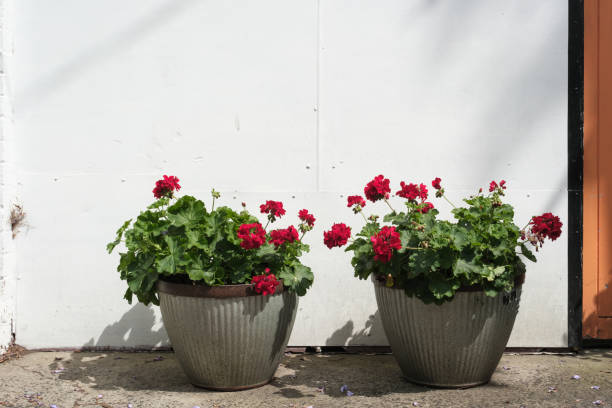 istock Two flowerpots in front of a white wall 2189367204