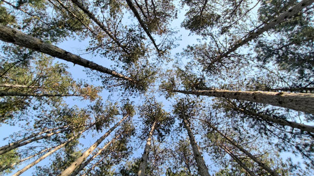 istock pine trees in the spring growing in the park 2189368707