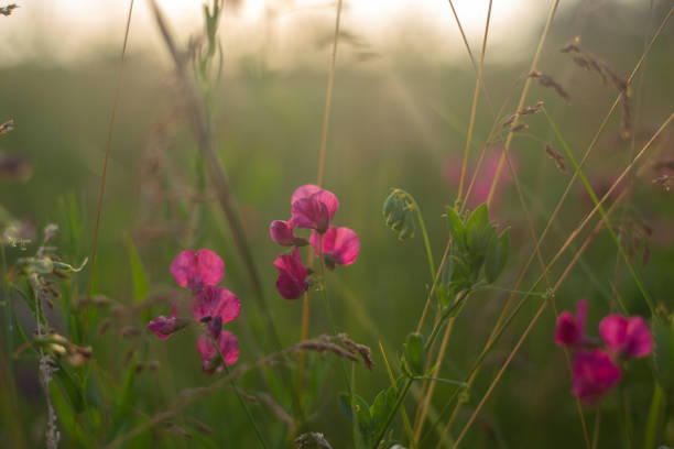beautiful botanical shot, natural wallpaper