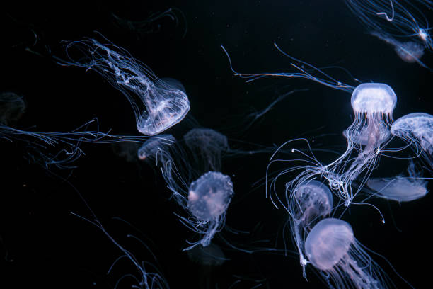 istock Group of Atlantic sea nettle jellyfish floating in illuminated aquarium with neon light 2189369366