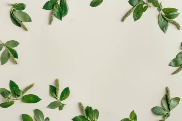 istock Minimal spring frame from tree branches with new green leaves, top view green twigs on beige, nature ornament framing. Botanical design photo, spring aesthetic layout from young plants 2189370171