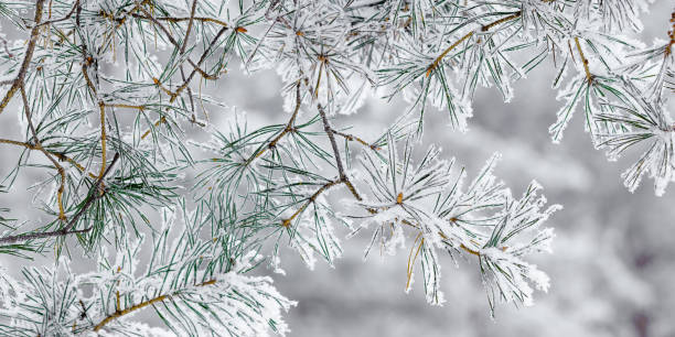 istock Winter nature close up Pine tree branches snow covered, snowy texture, macro trend photo, magical wintertime, winter holidays vibes, snowy fir trees forest, white frost on twigs, earth colors banner 2189370604