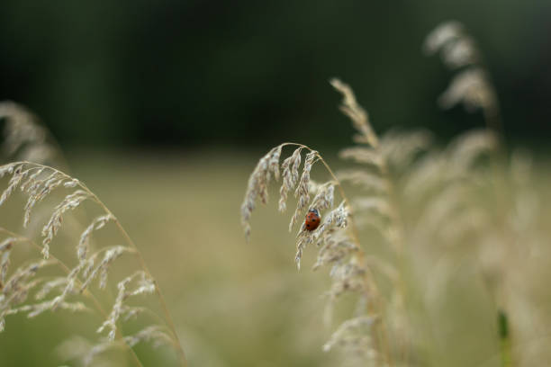 beautiful field in the summer