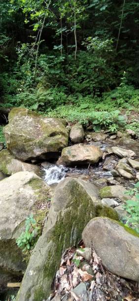 istock Refreshing Stream in Carpathian Forest - Western Ukraine 2189371218