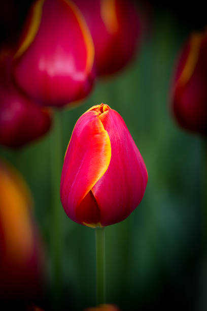 A blooming red tulip stands out against a backdrop of green foliage. The flower displays bright petals with yellow edges, symbolizing the beauty of spring.