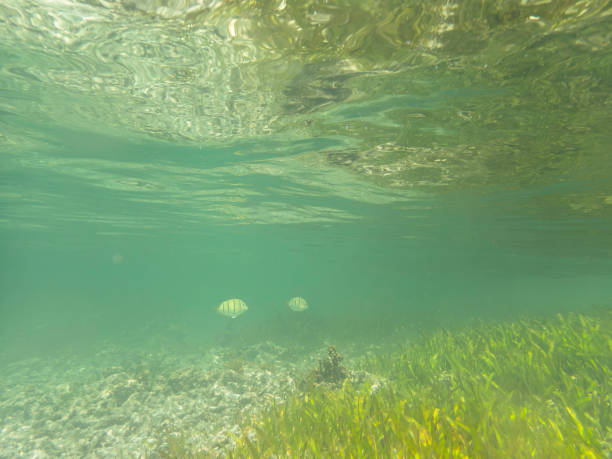 istock Two Convict Surgeonfish Swimming To The Seaweed 2189372215