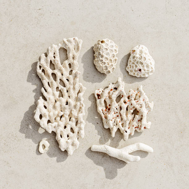 istock Square Pattern from seashells, coral with hard shadows on sandy color background. Minimal photo at sunlight. Summer vacation concept, beach mood. Nautical design. Top view nature aesthetics photo 2189372555