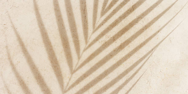 istock Natural palm leaf shadow on light beige sandy color background, banner with copyspace. Summer minimal concept, daylight in sunny day, top view plant shade, nature environment pattern, neutral tone 2189372572