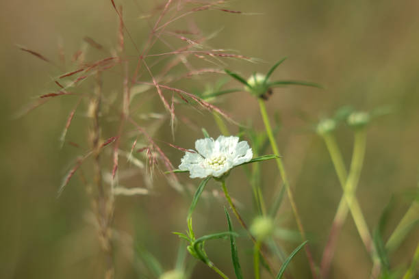 the wild flowers on green grass background