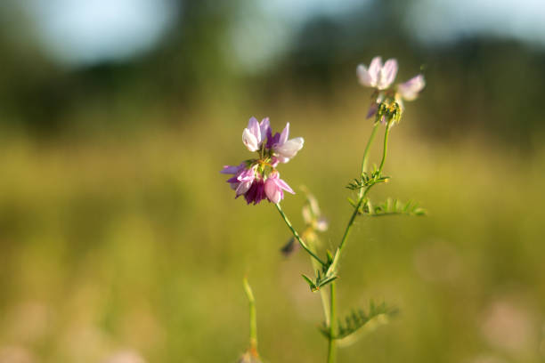 istock wild flowers on green grass background 2189373348