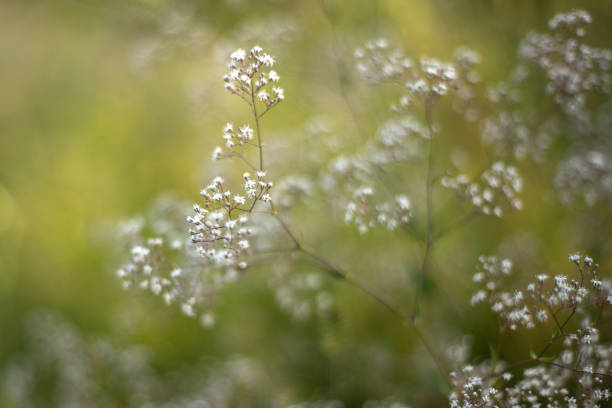 istock wild flowers on green grass background 2189373380