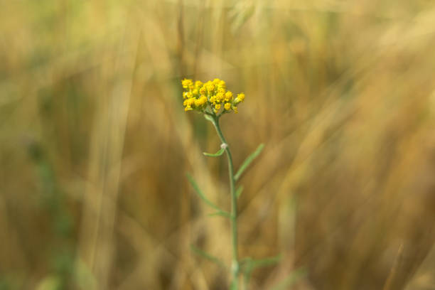 the wild flowers on green grass background