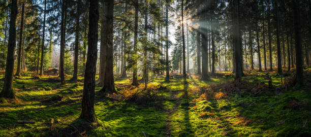Golden beams of early morning sunlight streaming through the pine needles of a green forest to illuminate the soft mossy undergrowth in this idyllic woodland glade.