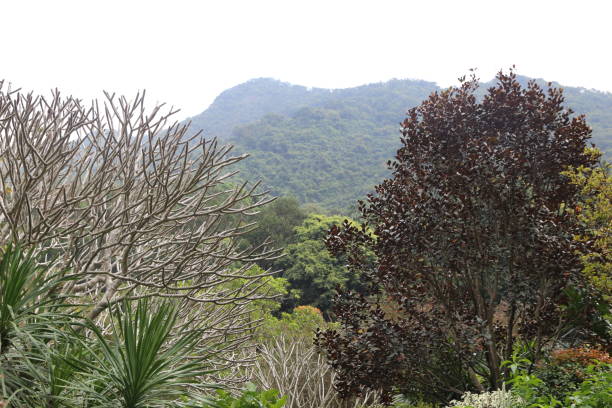 istock A mountain range is in the background with a tree in the foreground 2189374014