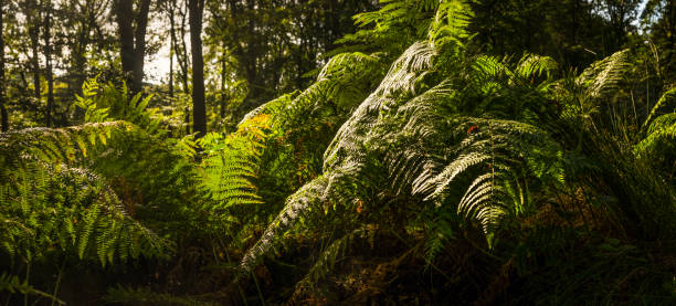 Summer sunlight filtering through the green foliage of a tranquil forest clearing to illuminate the delicate fern fronds in this idyllic woodland glade.