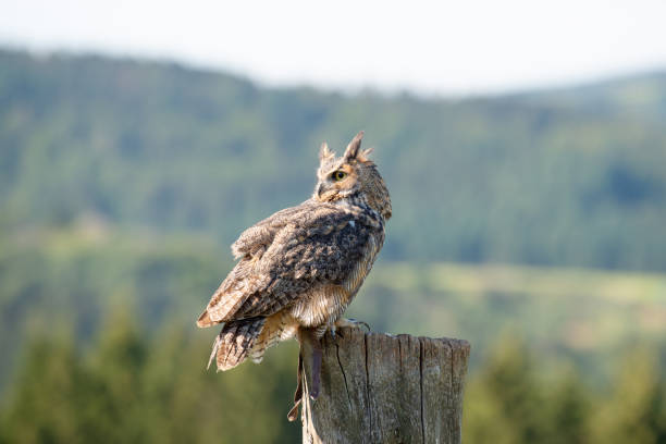 istock Great horned eagle owl, wildlife, raptor bird on a tree trunk, habitat, forest and meadow landscape 2189374127