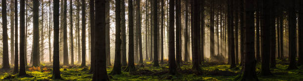 istock Deep in forest golden rays sunlight illuminate pine trees panorama 2189374483