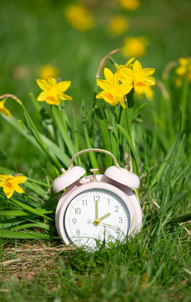 istock Alarm clock with daffodils flowers, switch to daylight saving time in spring, summer time changeover 2189374966