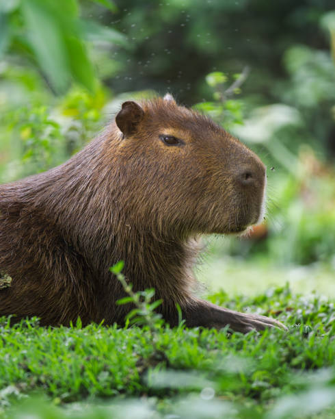 istock Capybaras Grazing Peacefully in Green Habitat 2189375408
