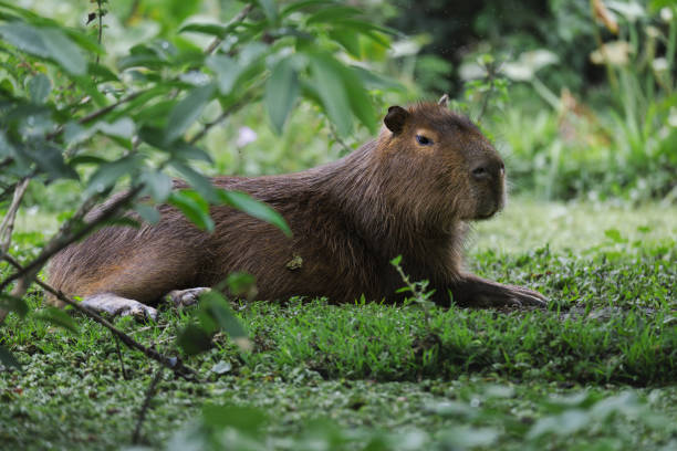 istock Capybaras Grazing Peacefully in Green Habitat 2189375425