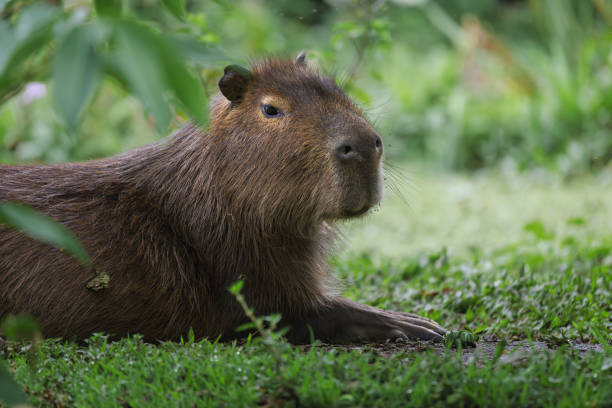 istock Capybaras Grazing Peacefully in Green Habitat 2189375433