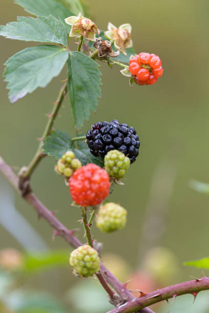 A close-up view of a blackberry plant showing berries in various stages of ripeness, from small green and red drupes to a fully ripe black blackberry. The image highlights the plant’s natural progression and the colorful array of fruits against a soft, blurred background.