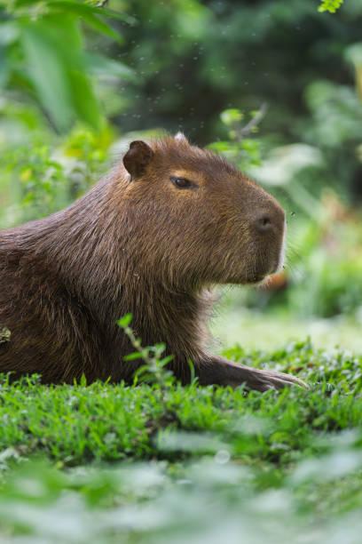 istock Capybaras Grazing Peacefully in Green Habitat 2189375442