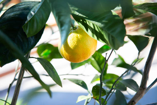 istock A bright yellow lemon is currently hanging from a sturdy tree branch 2189377169