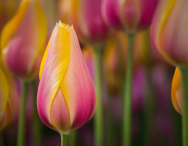 Vibrant pink tulips with yellow edges stand tall in a garden, showcasing their beauty under the bright spring sun. Nearby flowers add to the lively atmosphere of the setting.