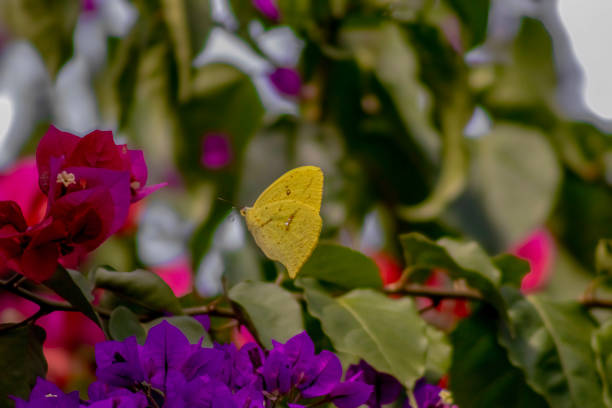 Bougainvillea flowers in Egypt.