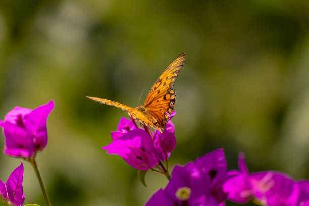 colorful butterfly on spring flowers