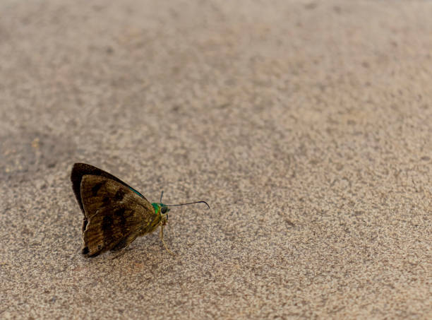 istock colorful butterfly on stone floor 2189378546