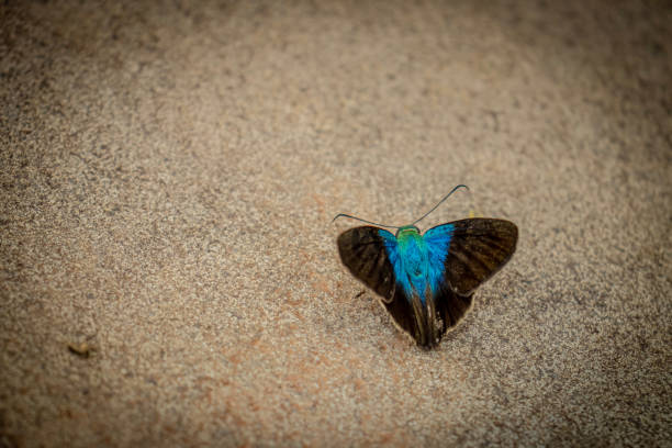 colorful butterfly on stone floor