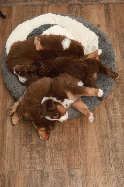 istock Three puppies are sleeping on a round rug 2189378799