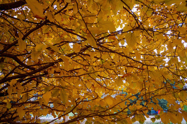 Autumn at Parco Sempione, public park in Milan, Lombardy, Italy