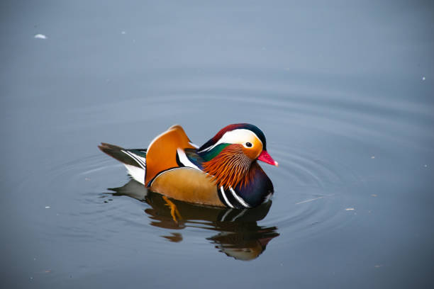 Mandarin Duck at our local pond