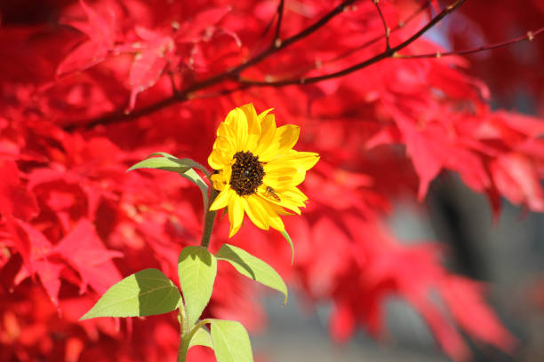 A sunflower in front of a big red tree