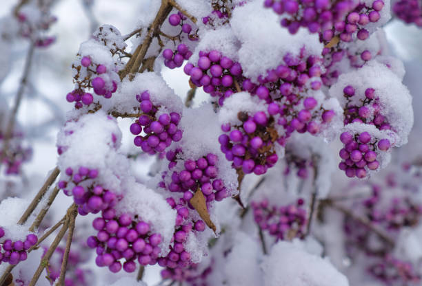Callicarpa, Liebesperlenstrauch, mit Schnee