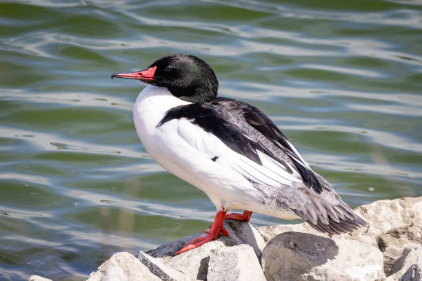 istock Birds of California 2189386285