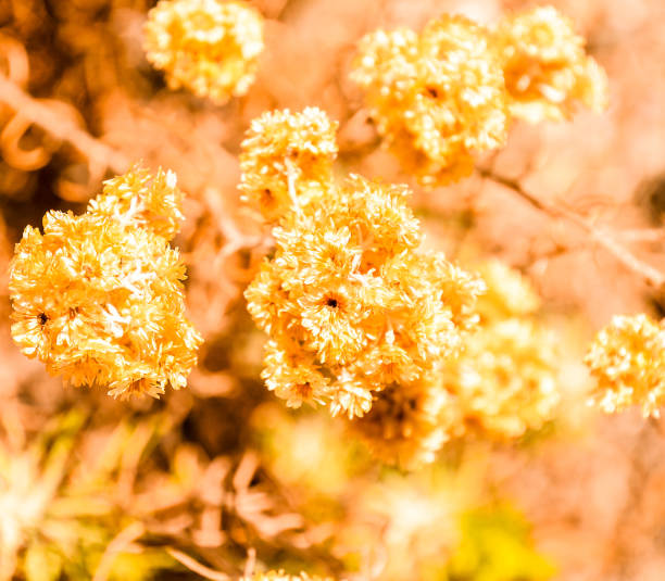 A close up of yellow flowers with a warm, inviting feeling. The flowers are in full bloom and are surrounded by green leaves