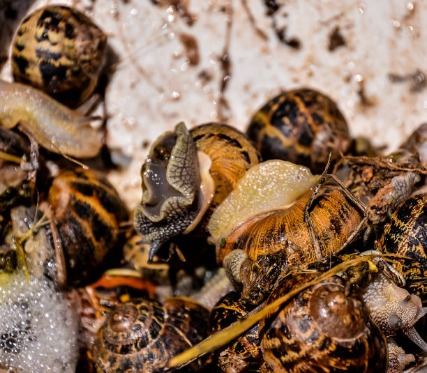 A group of snails are gathered together on a surface. The snails are of different sizes and colors, with some being larger and others smaller. The scene gives off a sense of community