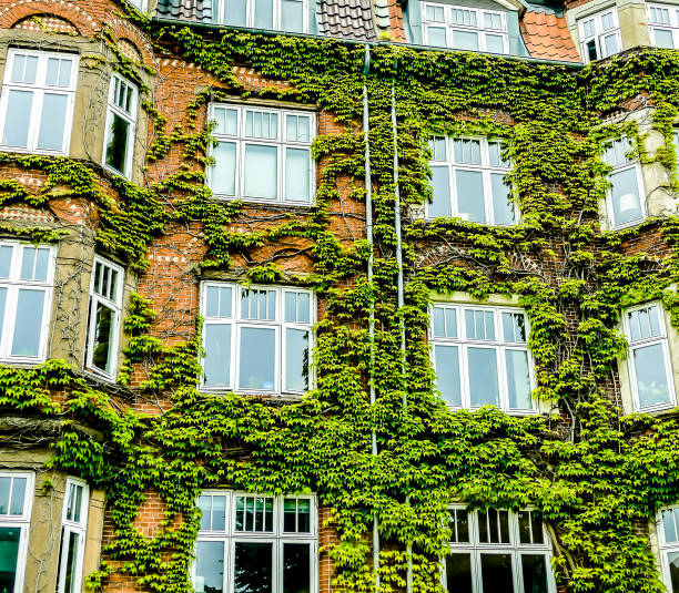 istock A building covered in ivy has a green and brown color scheme 2189391841
