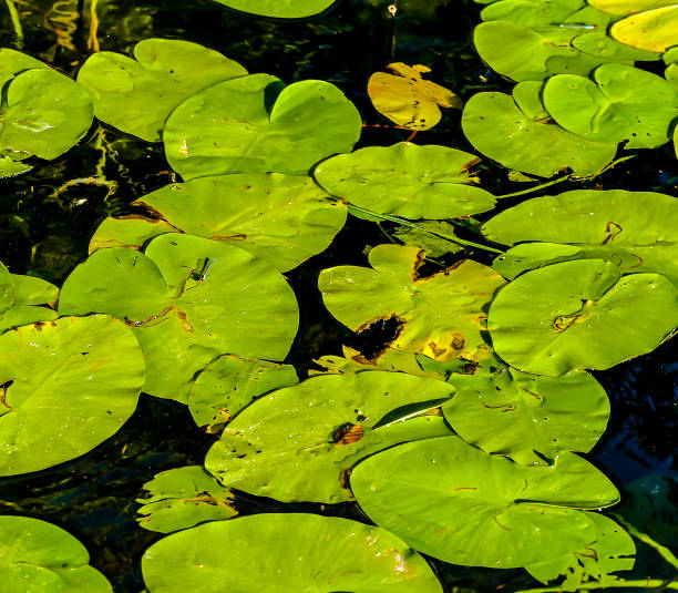 istock A pond full of green lily pads 2189391858