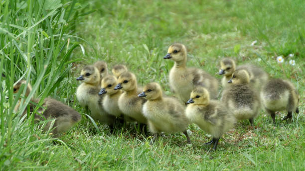 istock Many canada goose goslings on a meadow, 16:9 2189394109