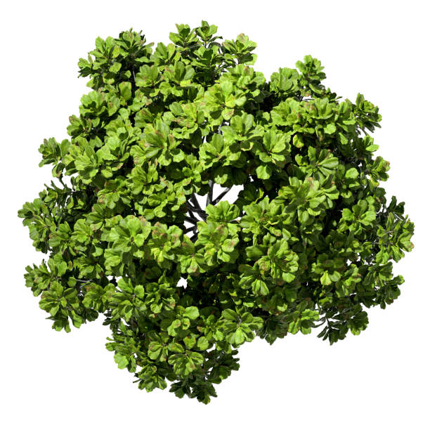 Isolated tropics greenery trees aerial view cut out white backgrounds 3d rendering
