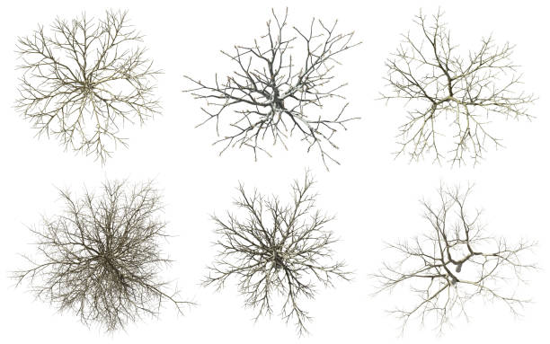 istock From above death trees set cutout white backgrounds 3d rendering 2189394324
