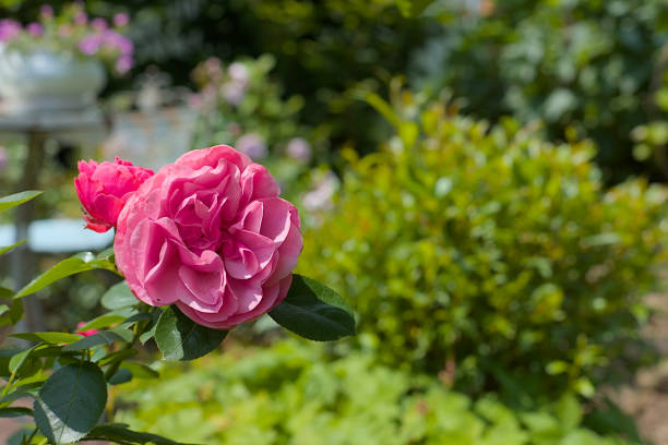 Pink roses bloom in the sunlight, their petals catching the soft glow. Growing roses in a garden setting, with a blurred background of a house and trees