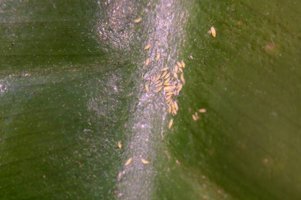 istock The Araceae family, including Philodendron, often faces infestation problems caused by pests like white springtails. 2189394612