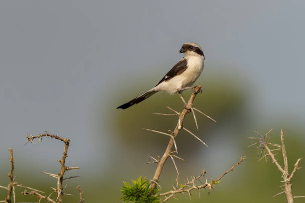istock The grey-backed fiscal (Lanius excubitoroides) on a branch. 2189397383